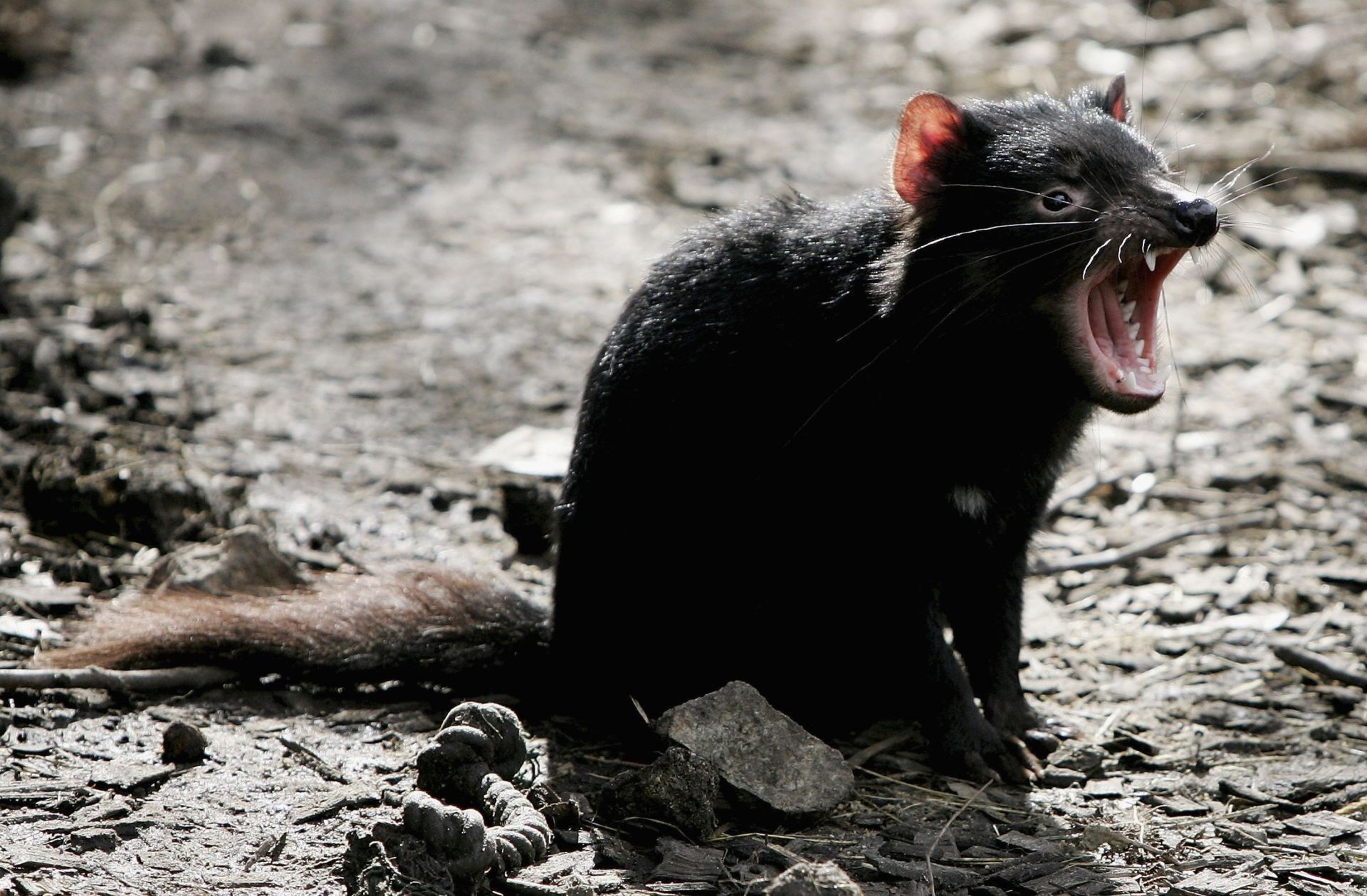 Tasmanian Devil Facing Disease Crisis - Source: Getty