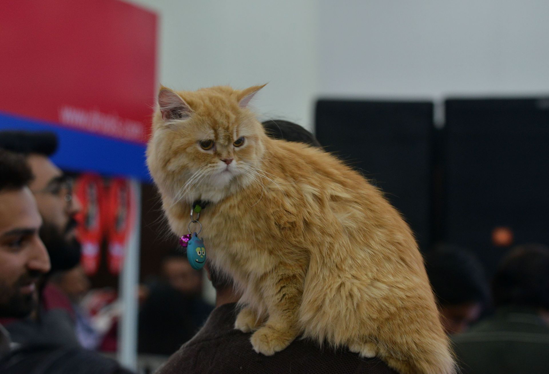 Feline Club of India (FCI) Championship Cat Show in New Delhi - Source: Getty