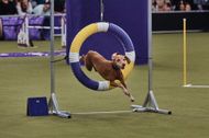 Westminster Dog Show (Image via Getty)