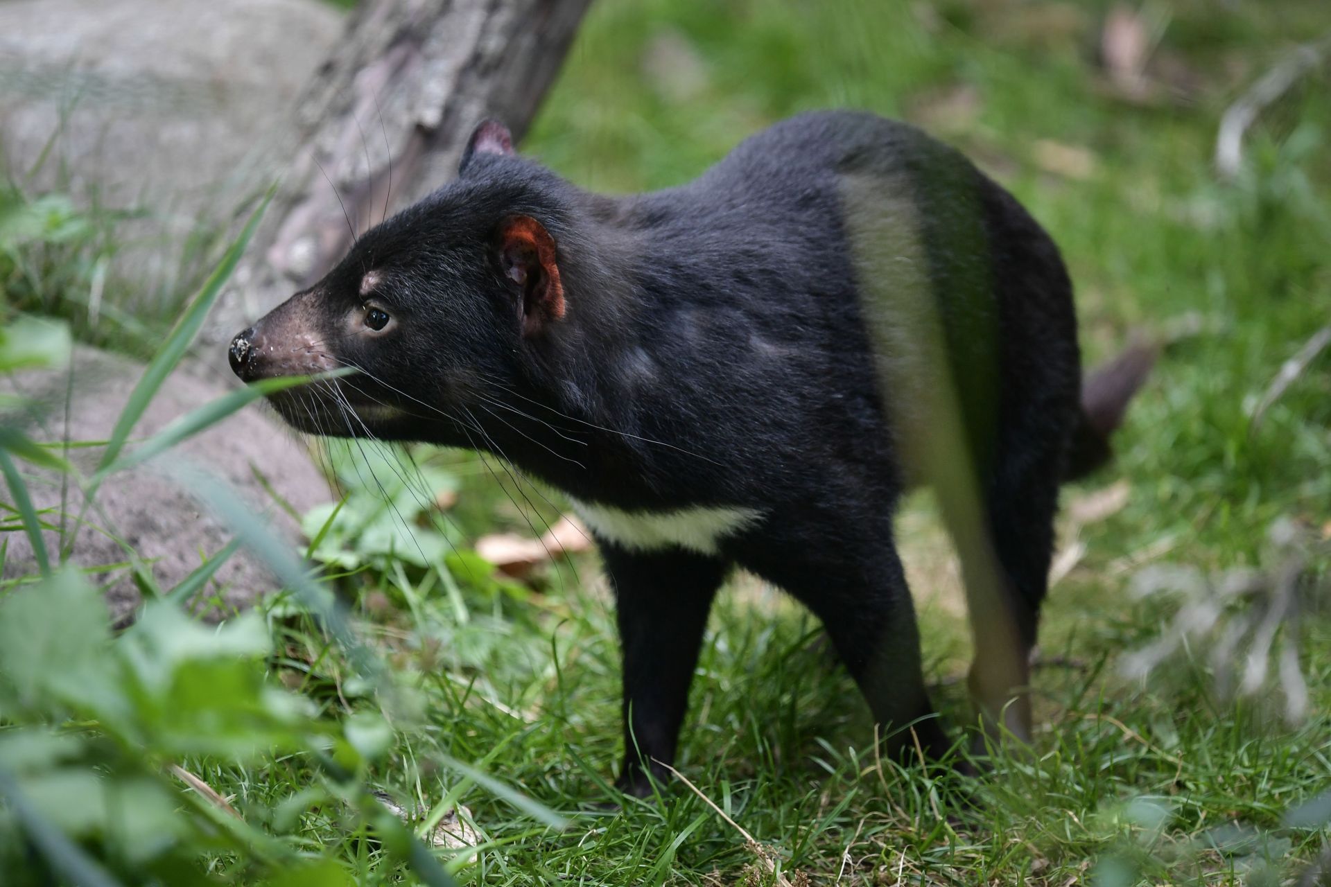 Paris Menagerie welcomes Tasmanian devils - Source: Getty