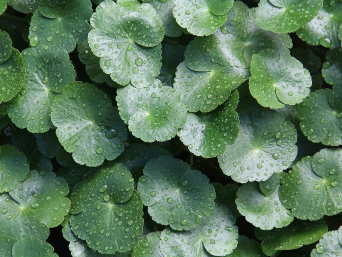 Centella Asiatica (Cica)(Image via Freepik)