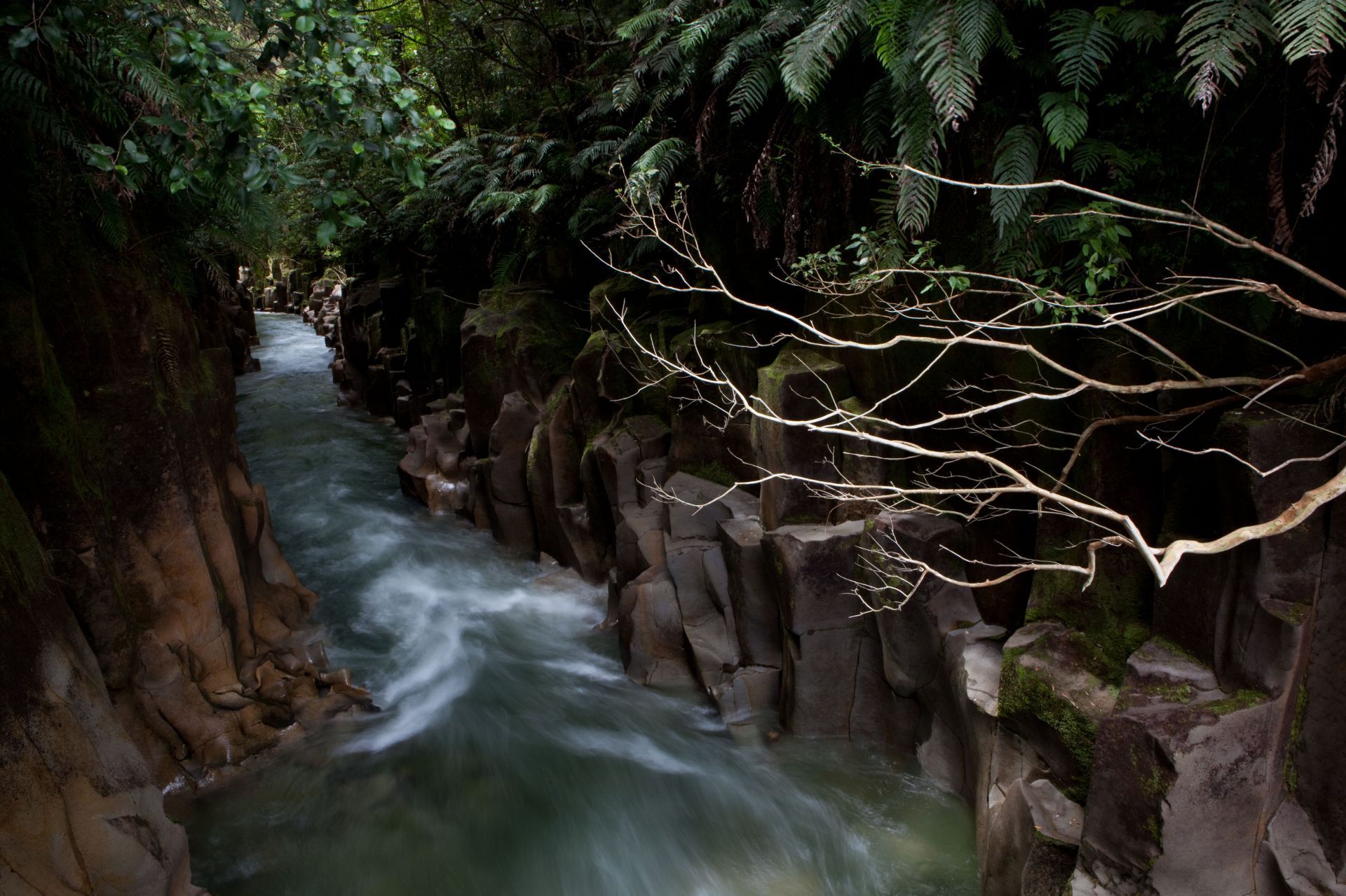 The nation&#039;s largest podocarp forest, which dates back to the Jurassic period, is found in 156,000 hectares of Whirinaki Forest Park, which is a section of Te Urewera National Park on New Zealand&#039;s North Island. (Photo by Amy Toensing/Getty Images)