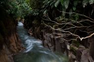 The nation's largest podocarp forest, which dates back to the Jurassic period, is found in 156,000 hectares of Whirinaki Forest Park, which is a section of Te Urewera National Park on New Zealand's North Island. (Photo by Amy Toensing/Getty Images)