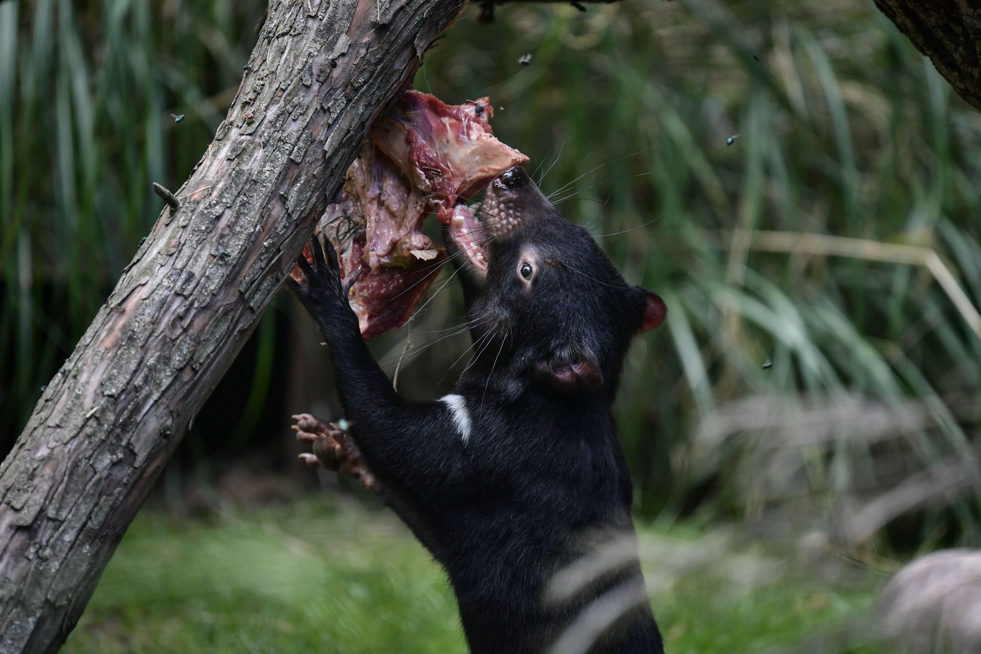 Paris Menagerie welcomes Tasmanian devils - Source: Getty