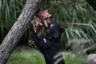 Paris Menagerie welcomes Tasmanian devils - Source: Getty