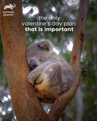 Valentine's Day Memes