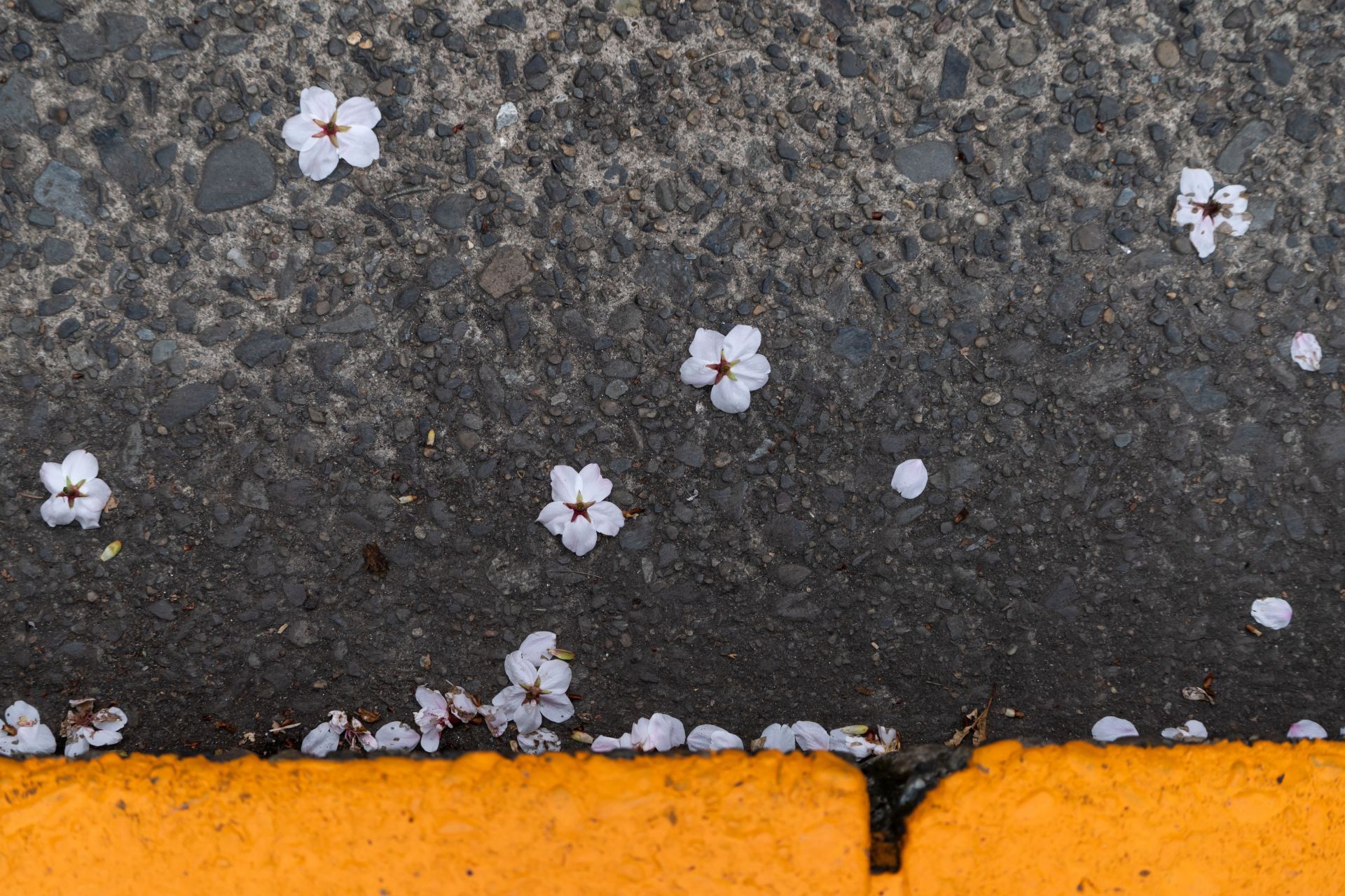 People Watch Sakura Cherry Blossoms In Tokyo - Source: Getty