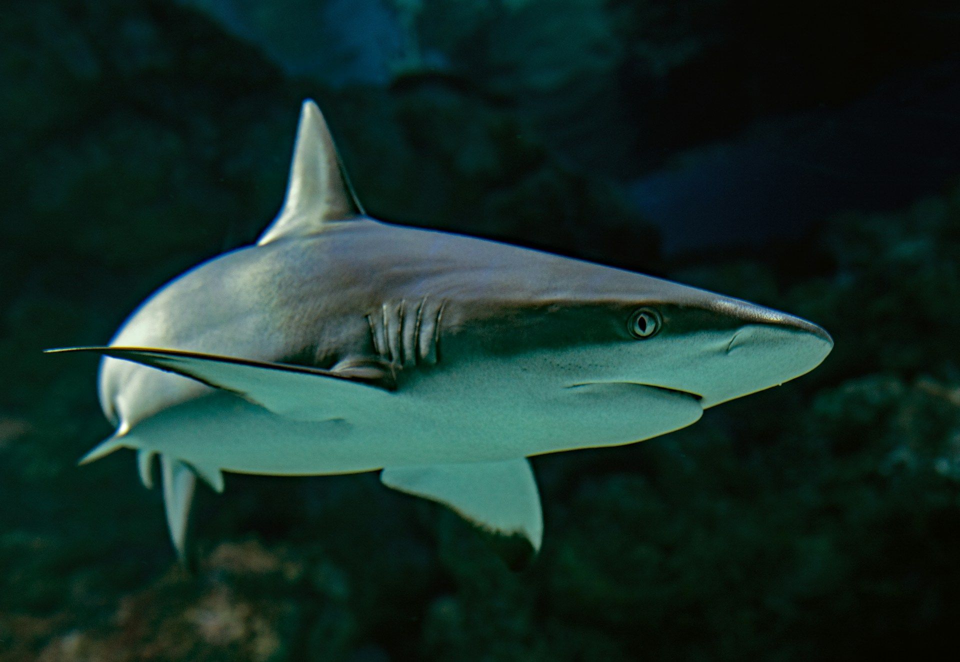 Shark swimming under water