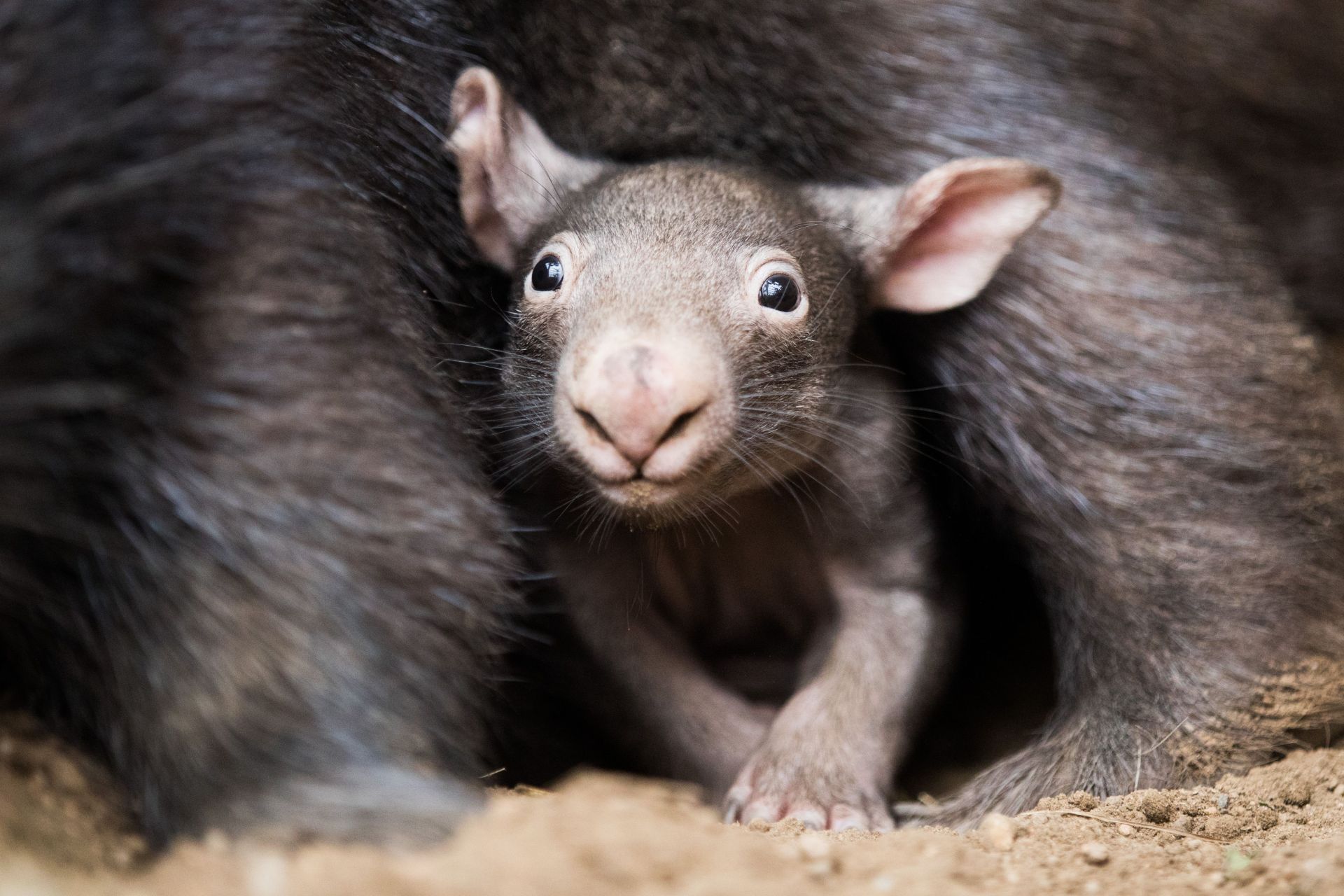 Wombat Baby in Duisburg - Source: Getty Photo by Rolf Vennenbernd