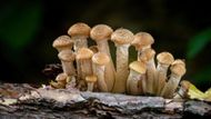 Armillaria Solidipes | Image via Discovery