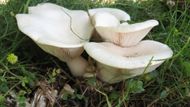 Fungi are key to our survival. Are we doing enough to protect them? | Image via National Geographic