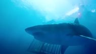 47 Meters Down | Image Via: The Fyzz Facility