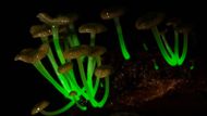 The Glowing Mushrooms | Image via National Geographic