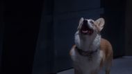 Amy swapped Cheddar with a corgi to sabotage Holt's heist plans (Image Via YouTube/@Brooklyn Nine-Nine)
