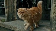 Crookshanks in Harry Potter (Image via Amazon Prime Video)