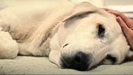 Marley & Me | Image Via: Regency Enterprises