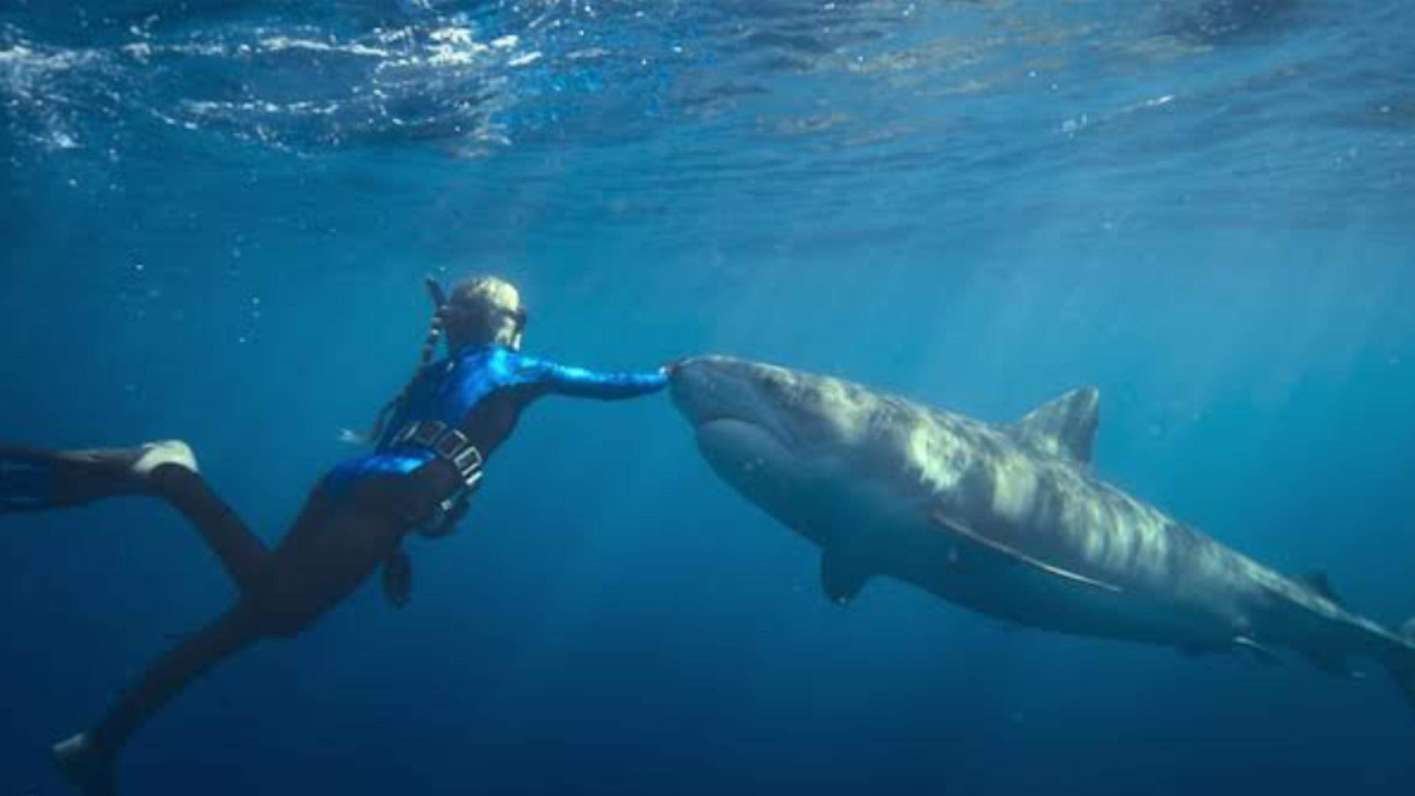 Shark Whisperer (2025) | Image via: ABC News Studios