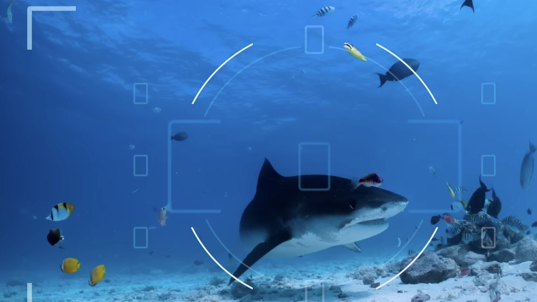 All The Sharks (Image via Netflix)