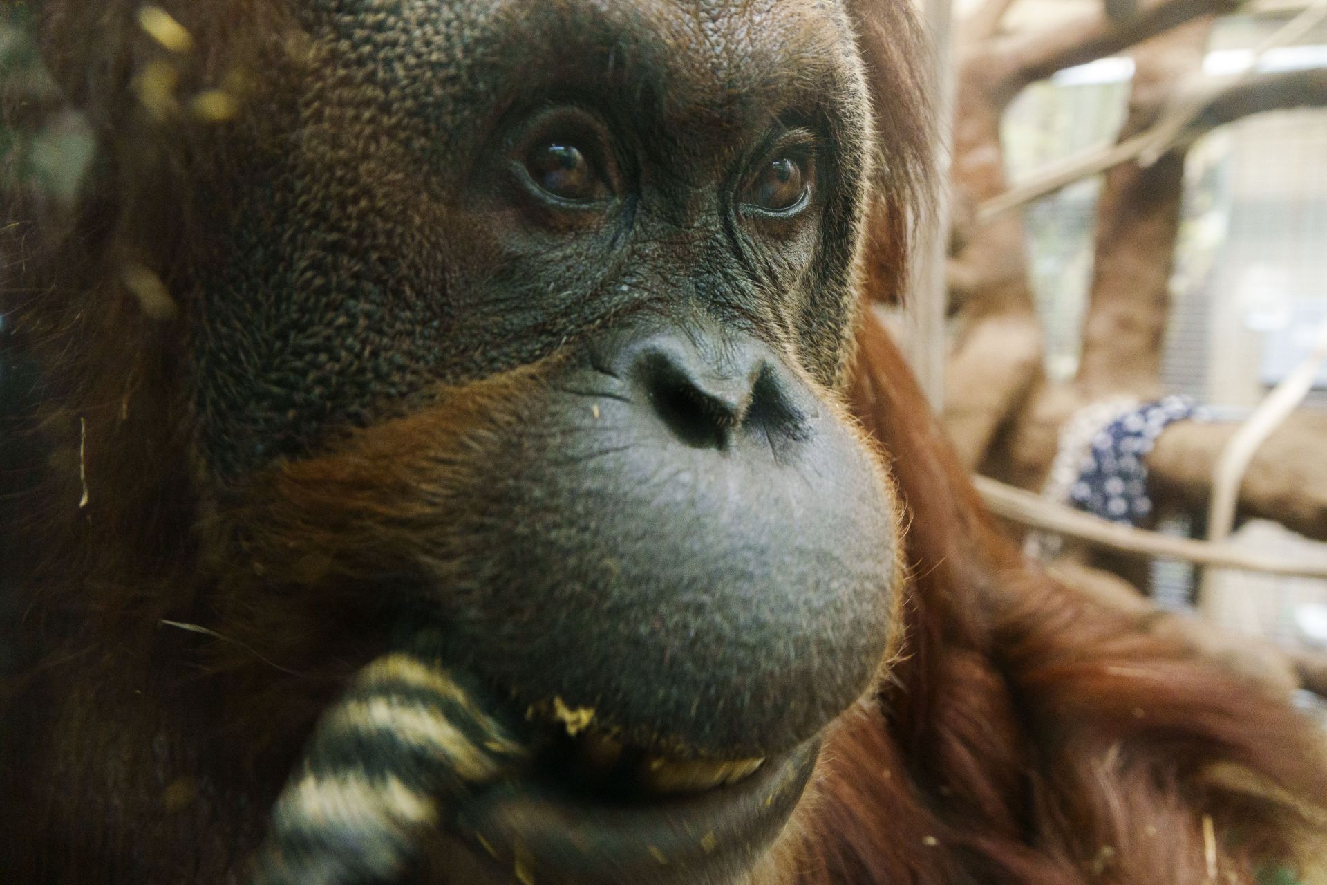 Orangutan At National Zoo In Washington DC - Source: Getty