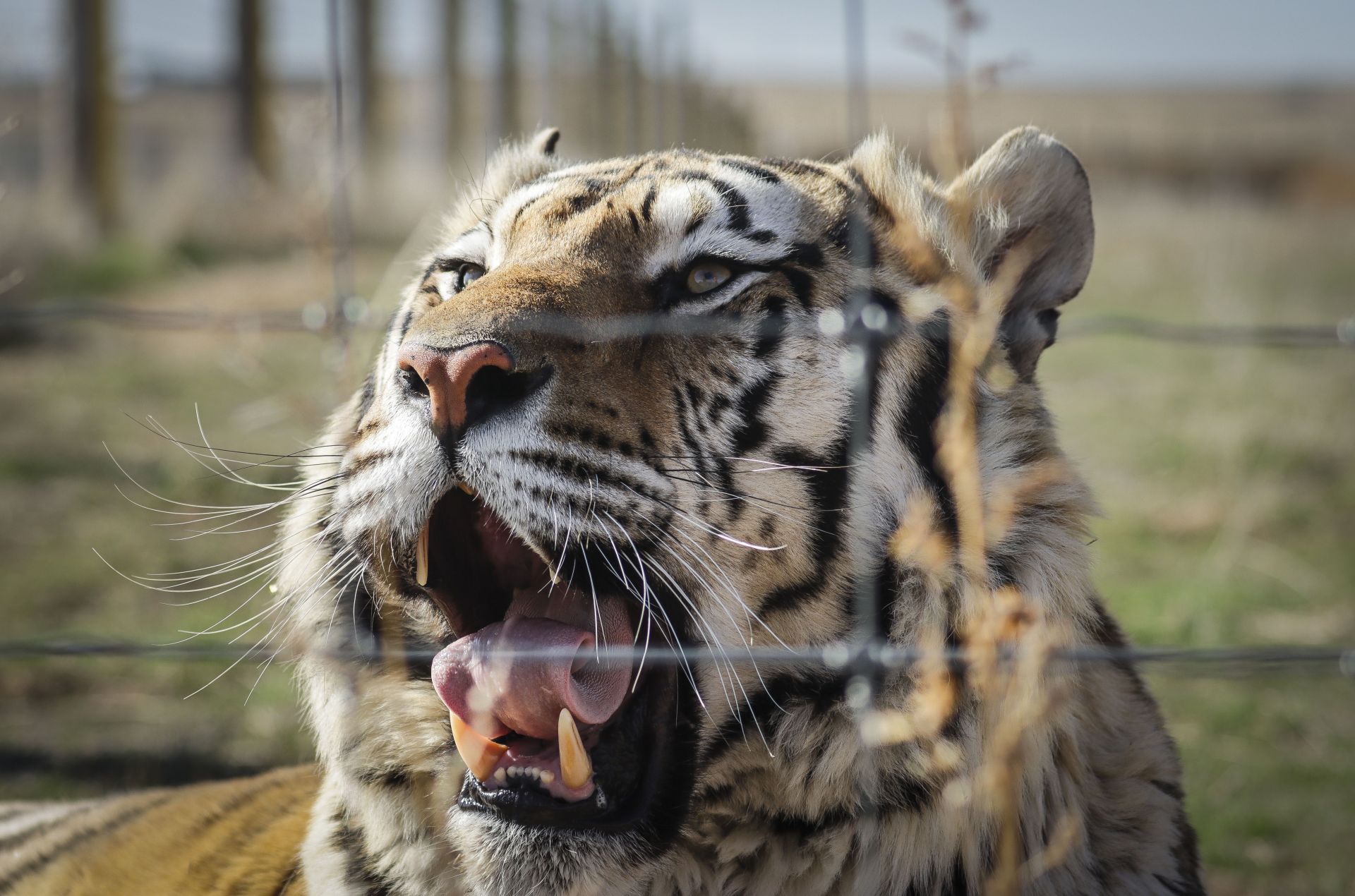 Wild Animal Sanctuary In Colorado Home To Almost 40 Tigers From Wildly Popular Documentary Of Joe Exotic &quot;Tiger King&quot; - Source: Getty