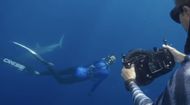 Shark Whisperer (Image via Netflix)