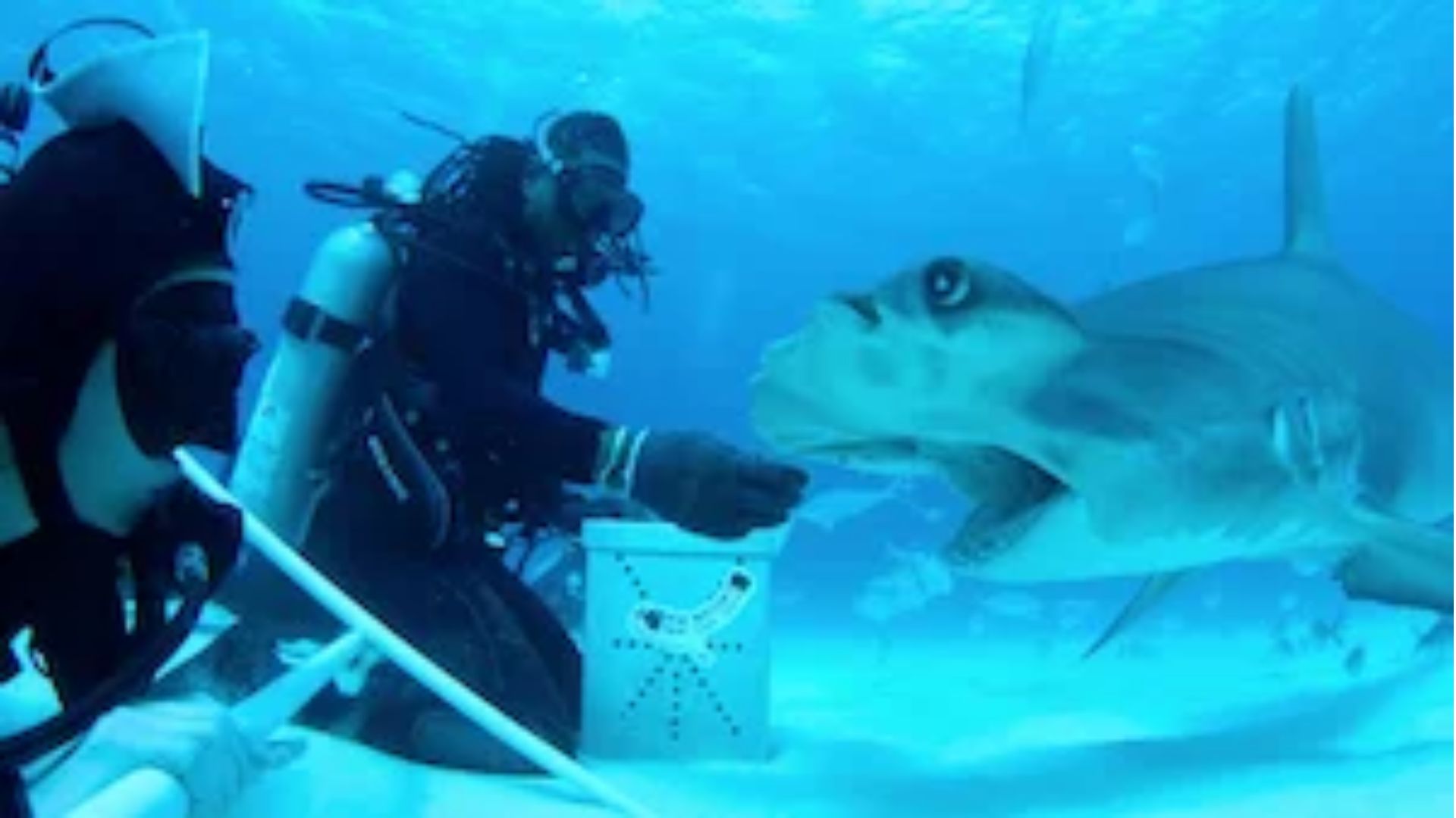 All the Sharks Season 1 | Image via Netflix 