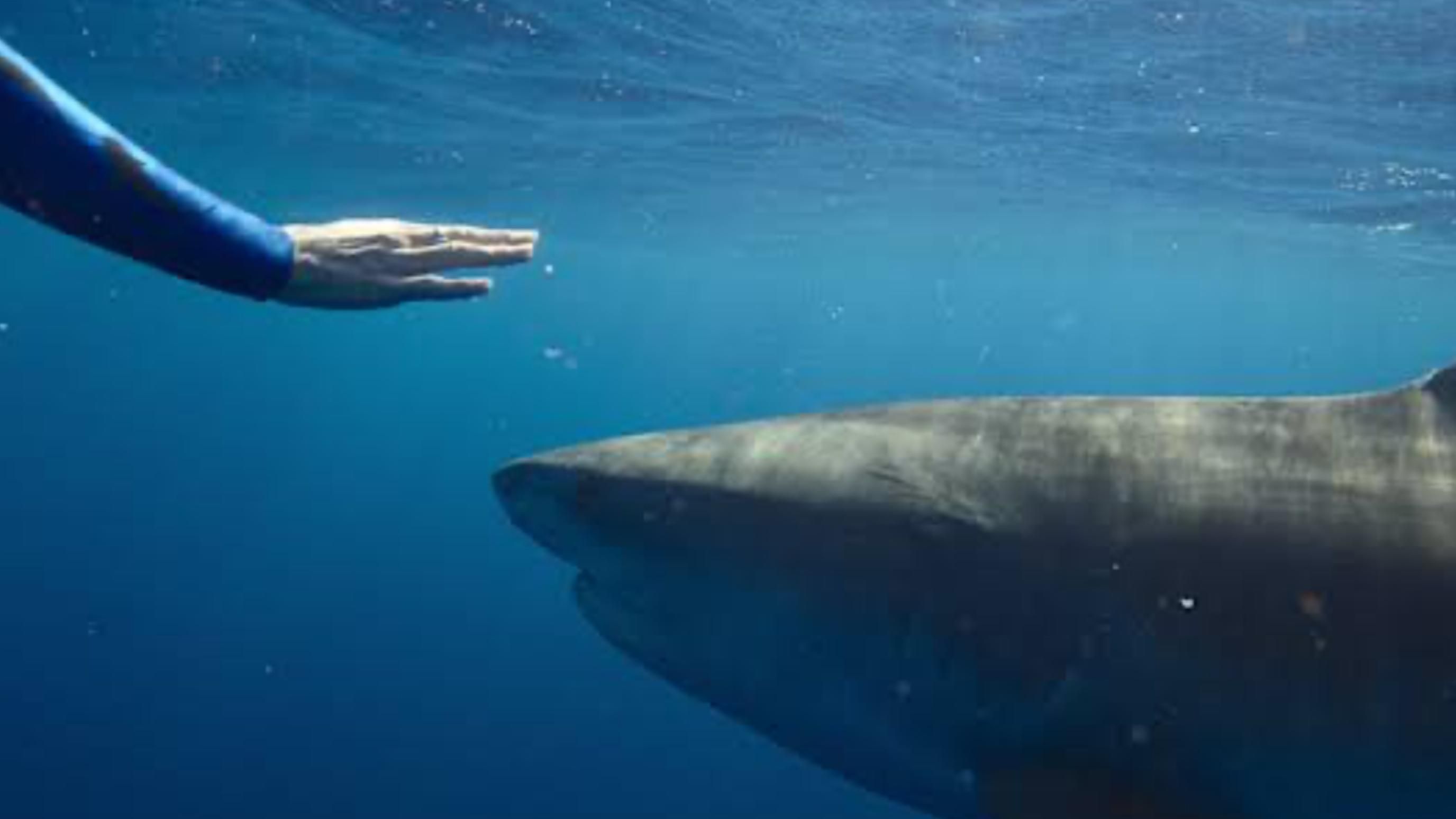 Shark Whisperer (2025) | Image via: ABC News Studios