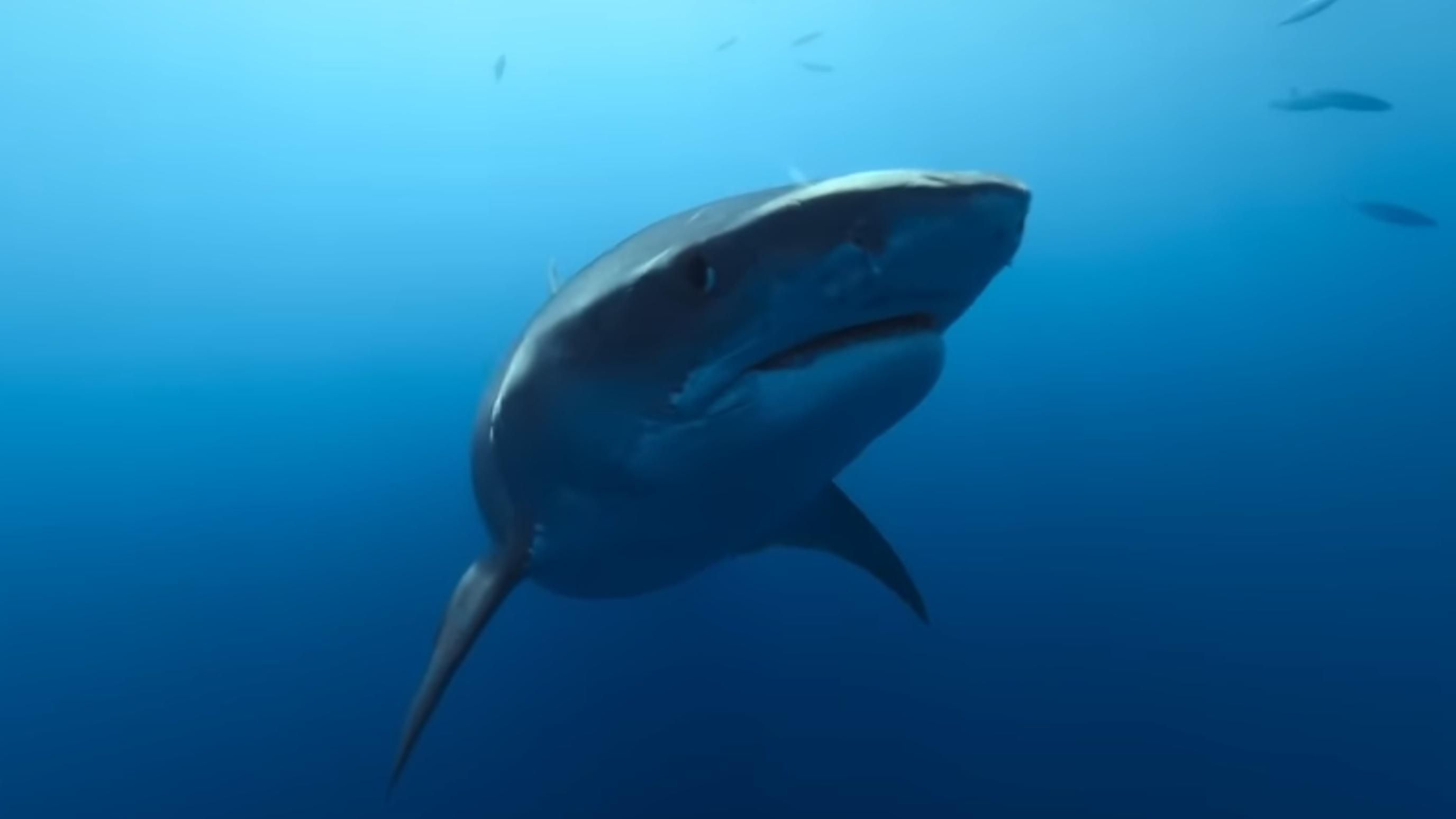 Shark Whisperer (2025) | Image via: ABC News Studios