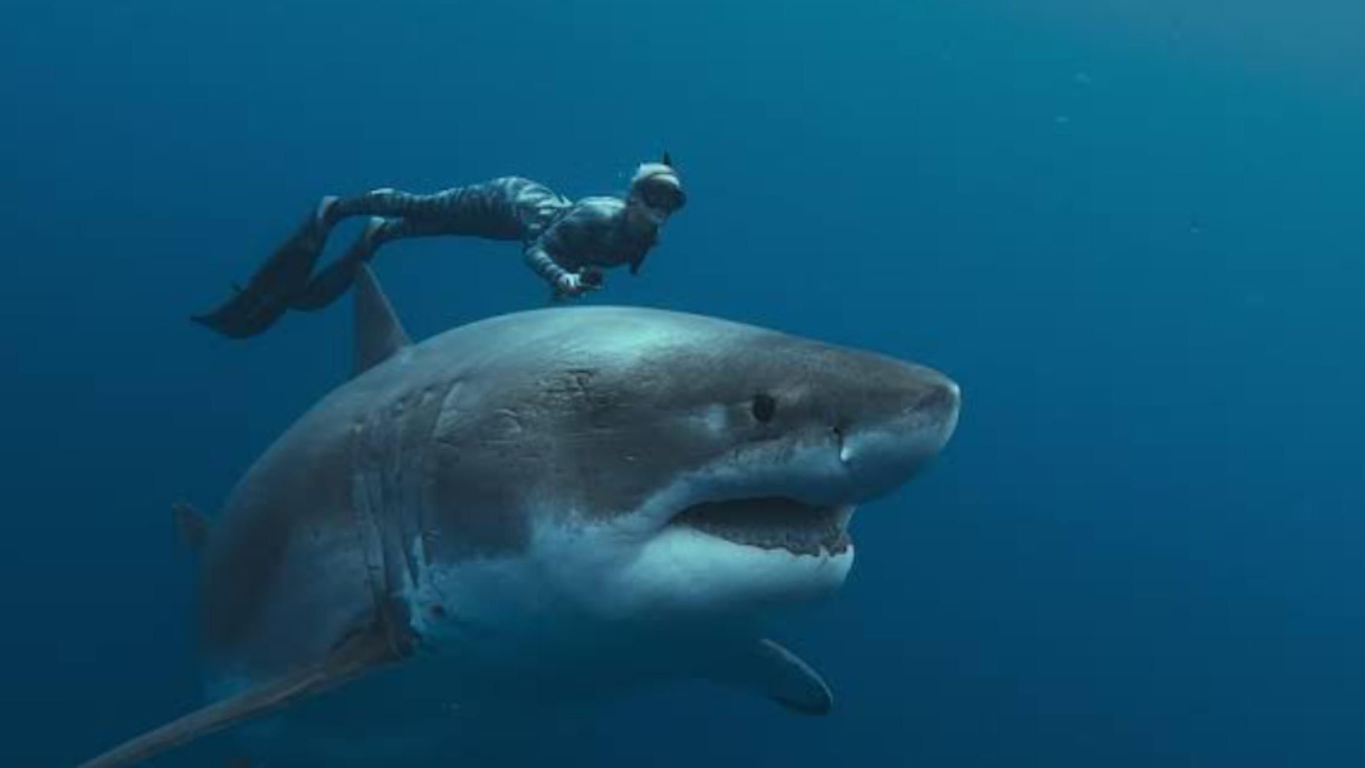 Shark Whisperer (2025) | Image via: ABC News Studios