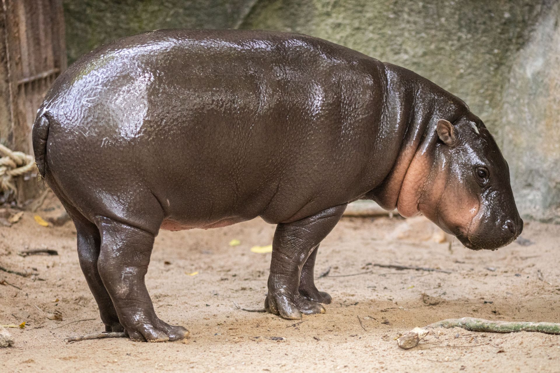 Moo Deng, World Famous Pygmy Hippo, Celebrates First Birthday - Source: Getty