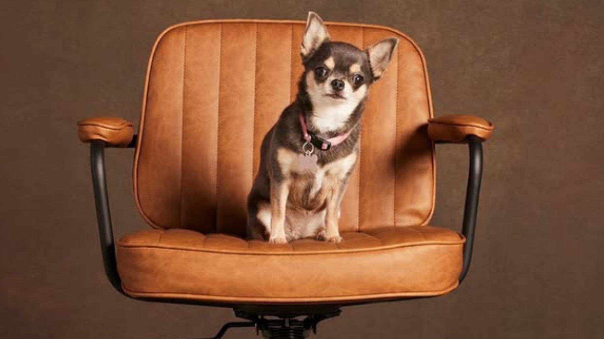 Betty - A Chihuahua named Bluebell. (Image Via. @willtrentabc, Instagram)