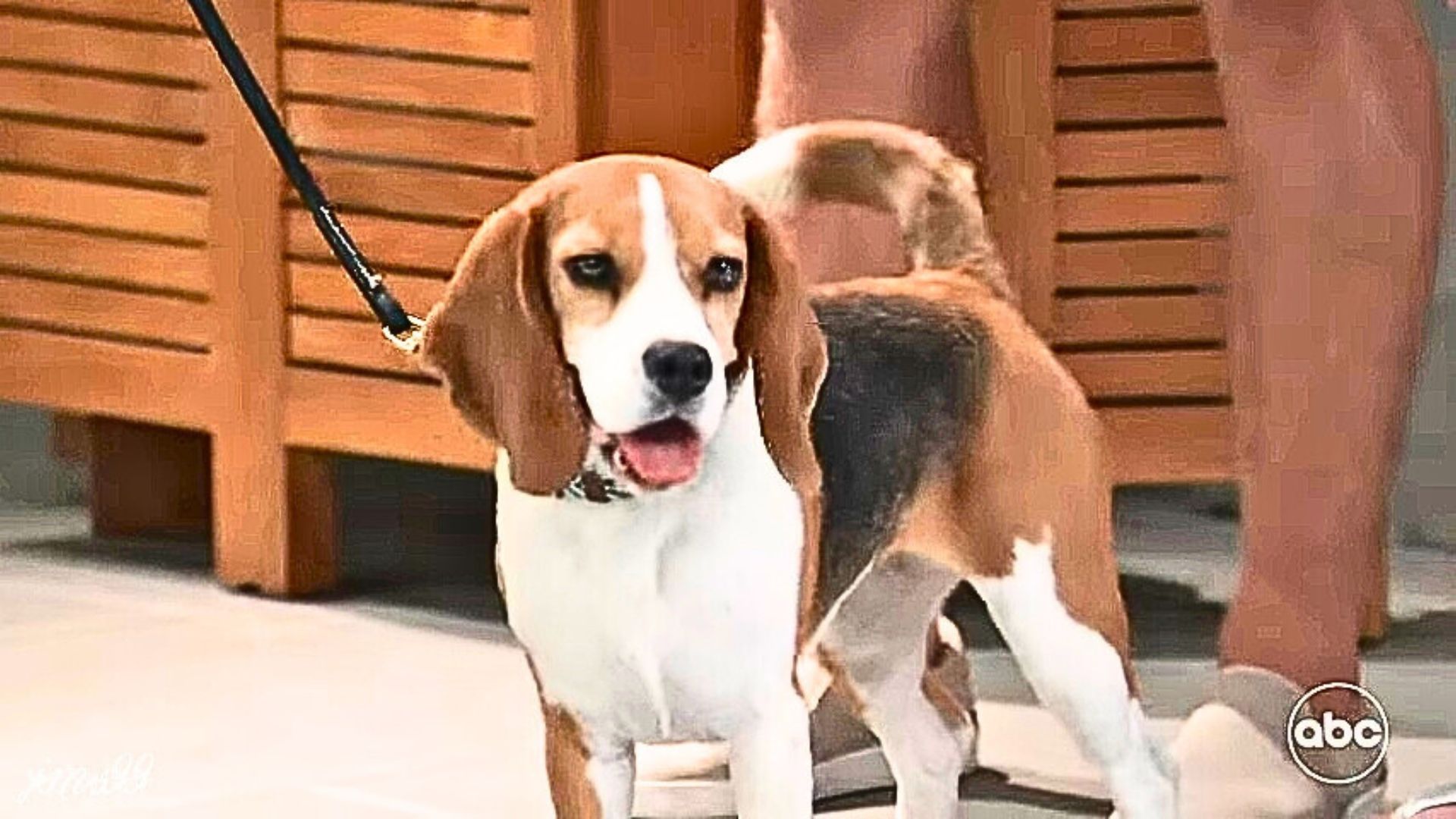 The adorable beagle Outback on General Hospital | Image: YouTube