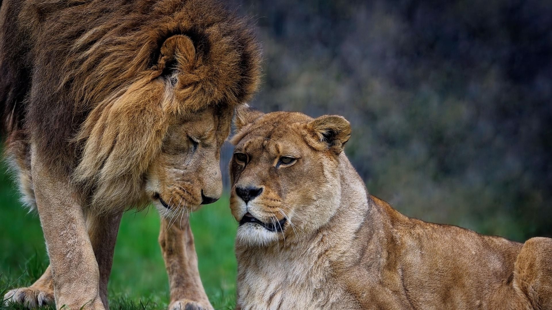 Denmark zoo asks people to donate their pets as fodder for its captive predators (Representative Image via Pixabay)