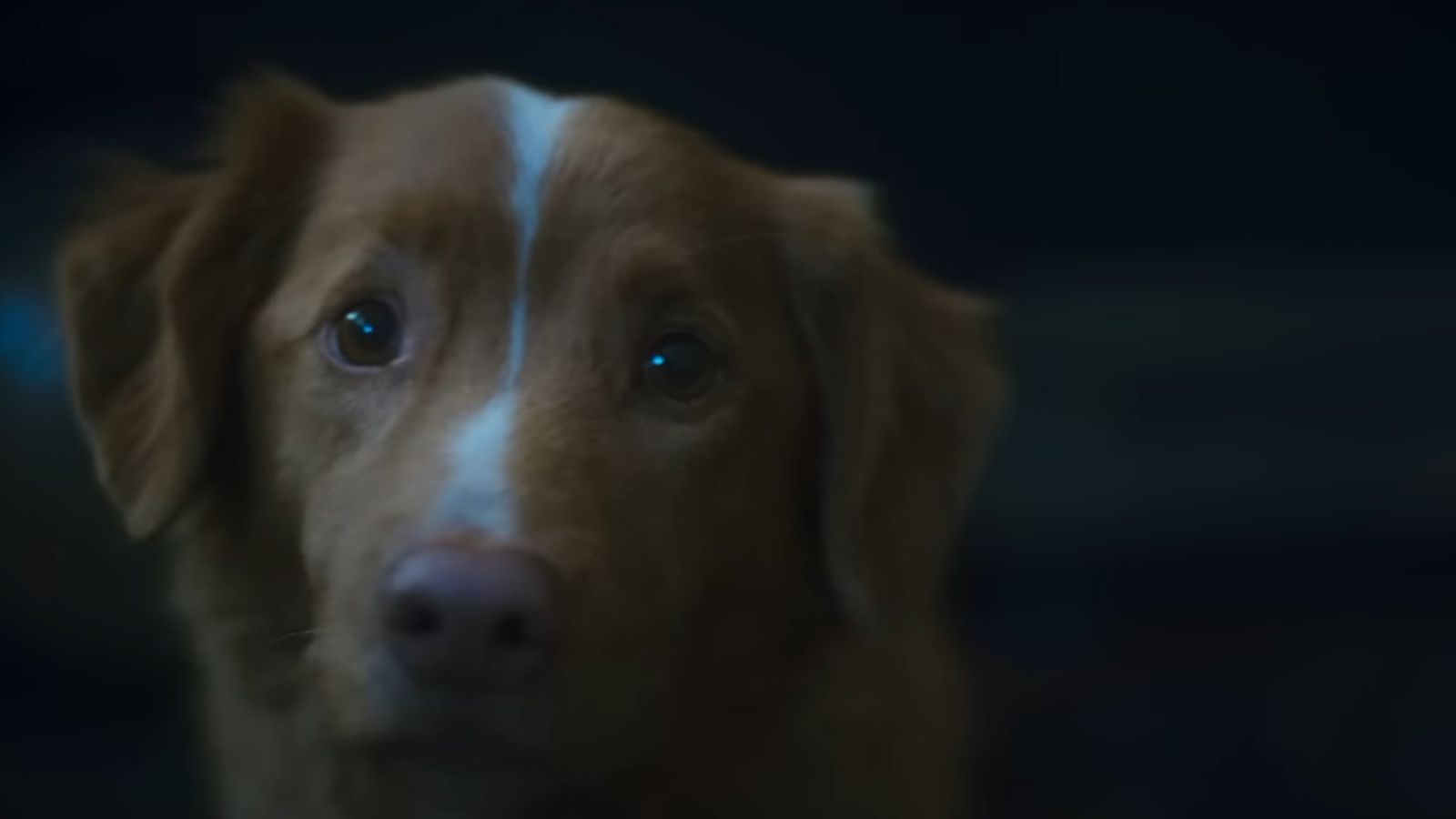 Still from Good Boy (Image via IFC Films)