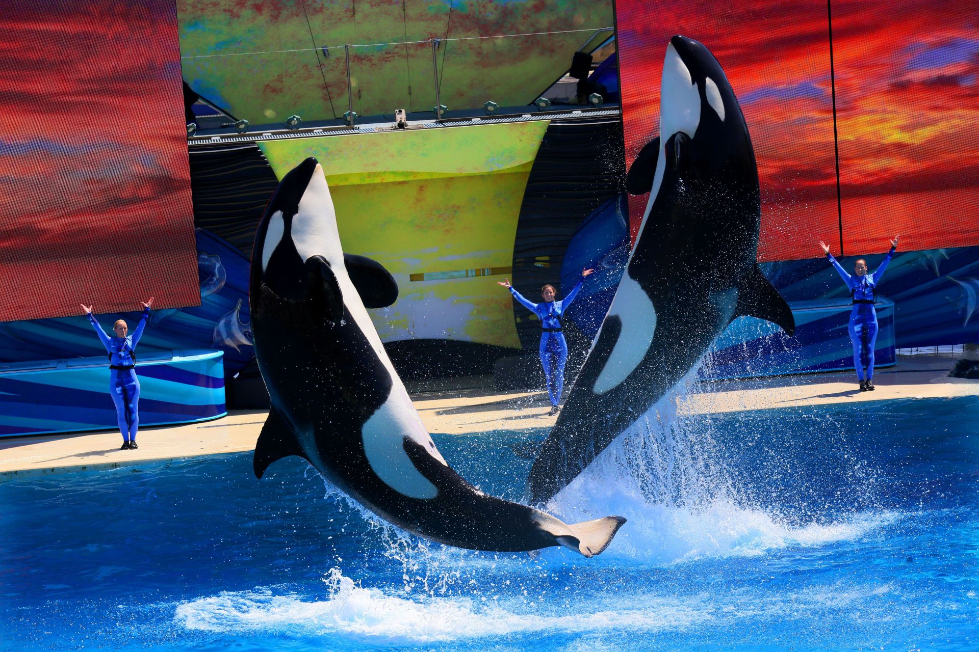 USA: Travel: Seaworld San Diego Tries to rebound after Blackfish - Source: Getty