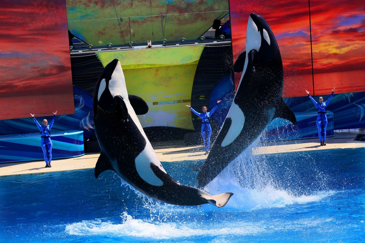 The Jessica Radcliffe Orca Attack: Ai, Fake News, And The Viral Video Phenomenon! - jtqza6i