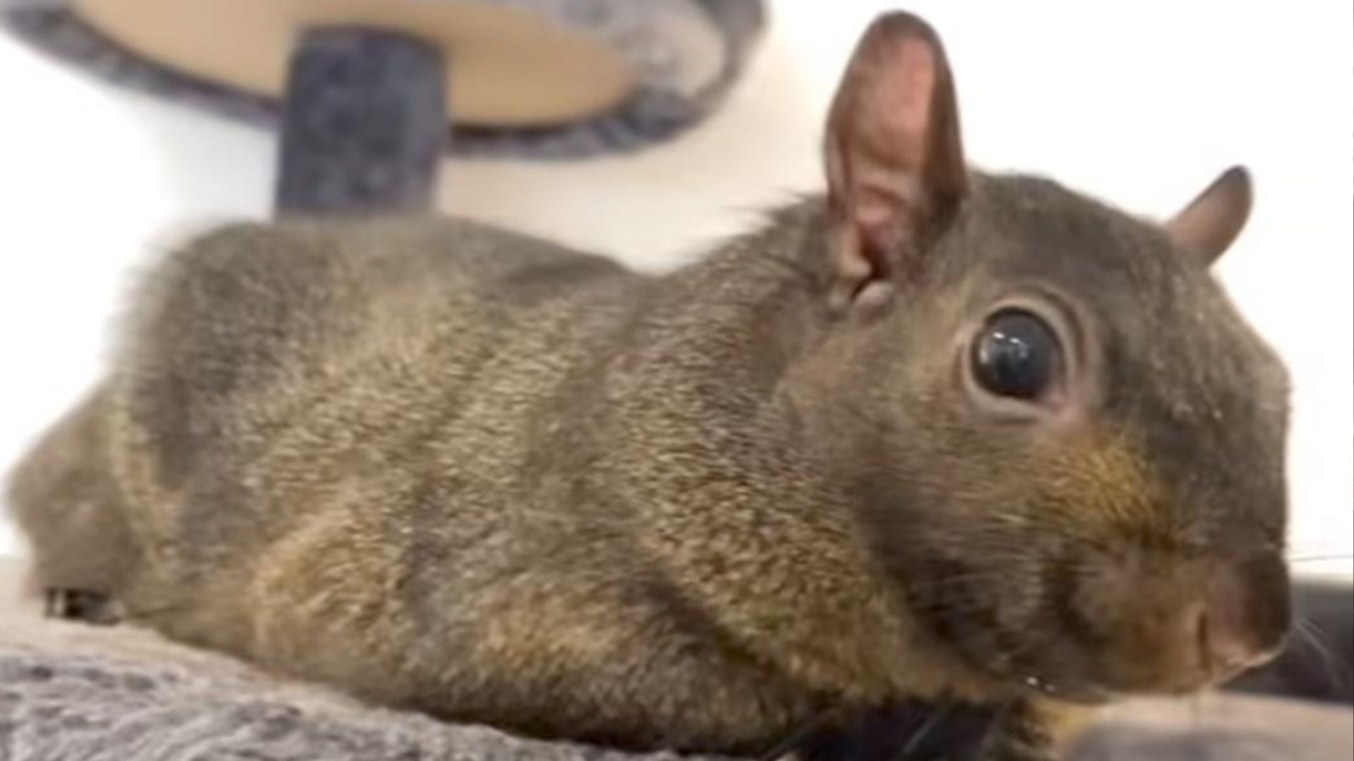 Peanut the Squirrel in a Instagram video, before he was euthanized in  2024.(via/Instagram/peanut_the_squirrel_12)