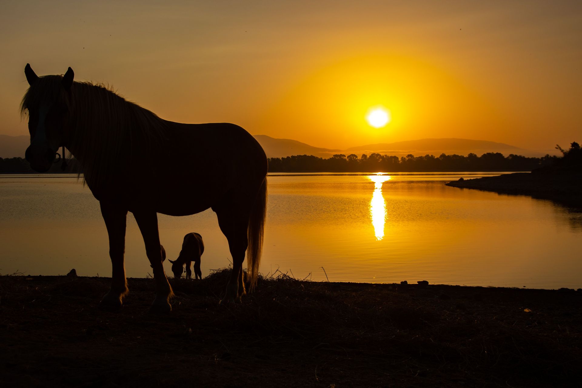 Sunrise At Kerkini National Park In Greece - Source: Getty