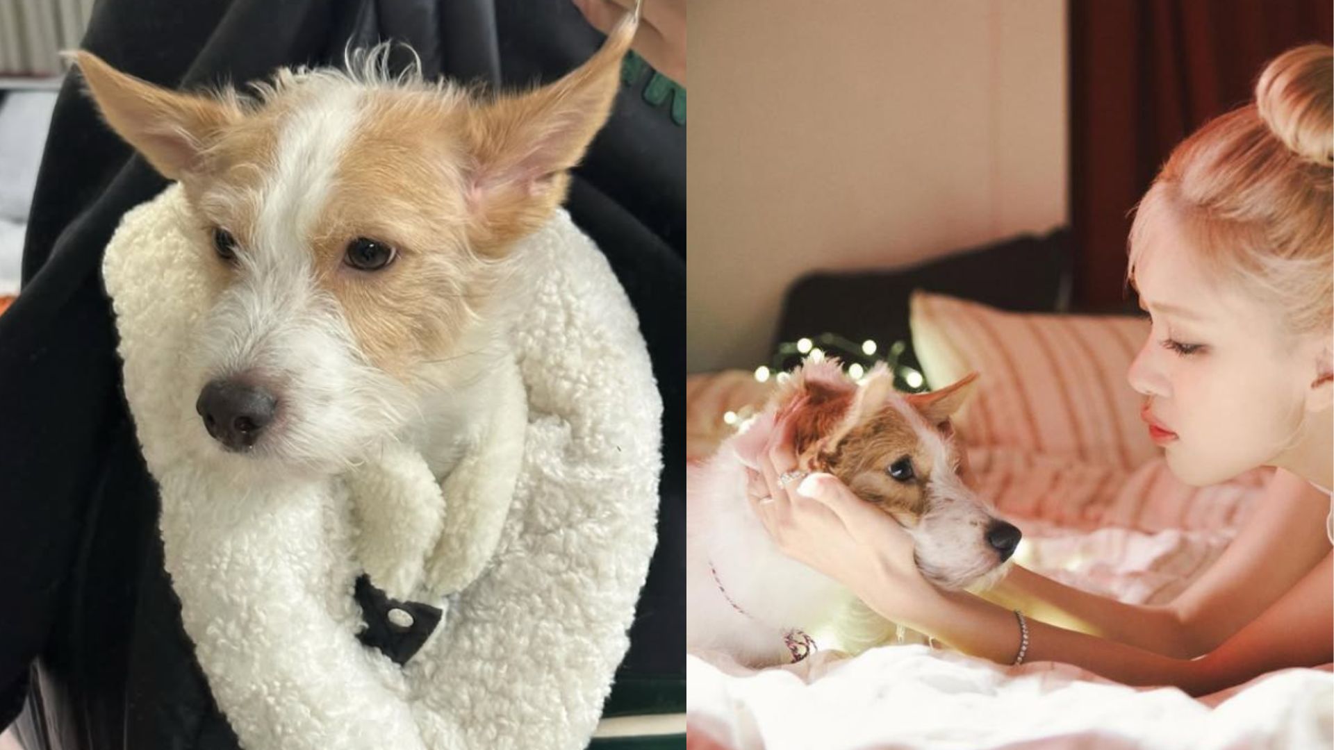 BLACKPINK&rsquo;s Ros&eacute;&rsquo;s pet Hank graces Dogue magazine cover