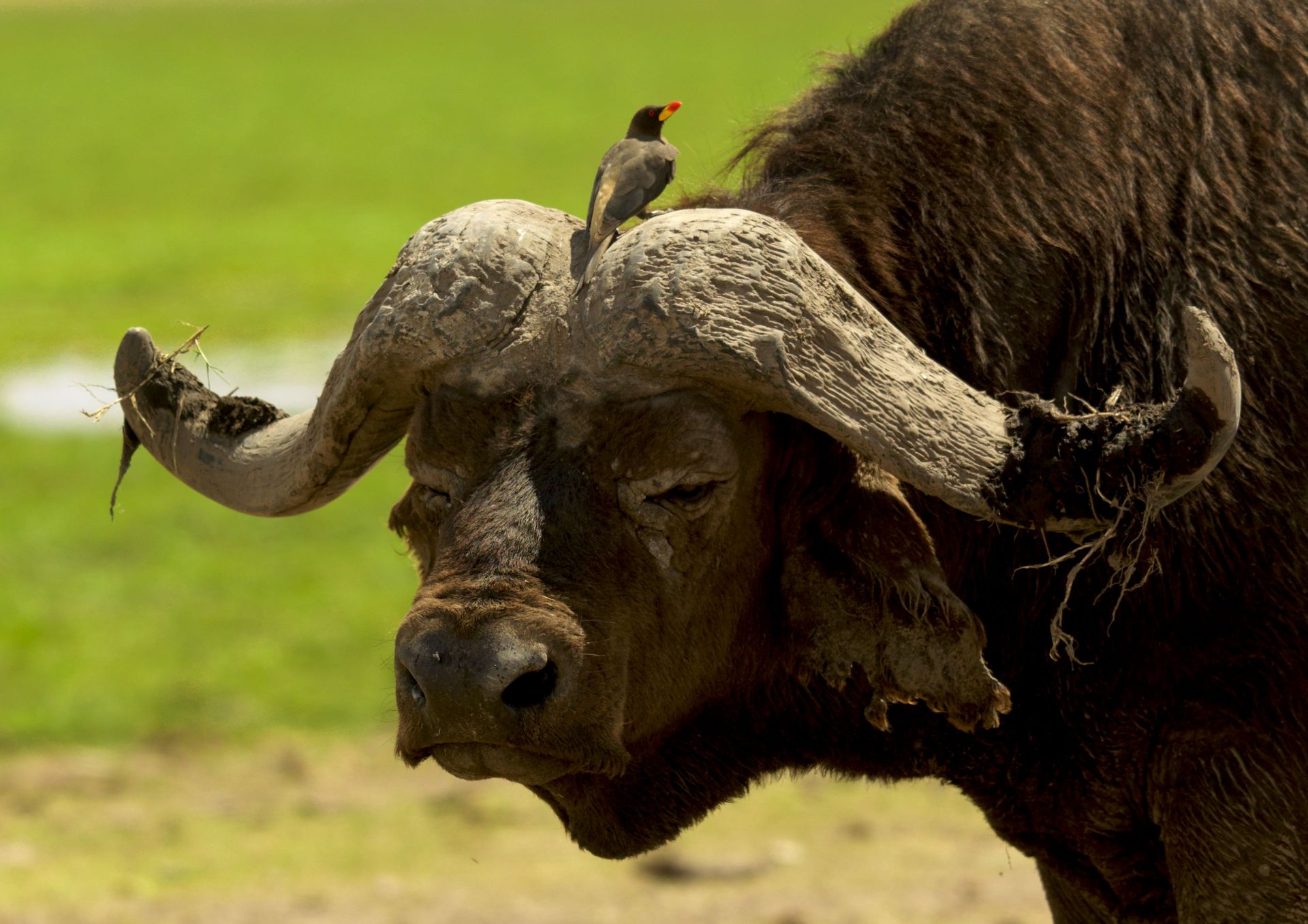 Buffalo with birds on his head, Kajiado County, Amboseli park, Kenya... - Source: Getty