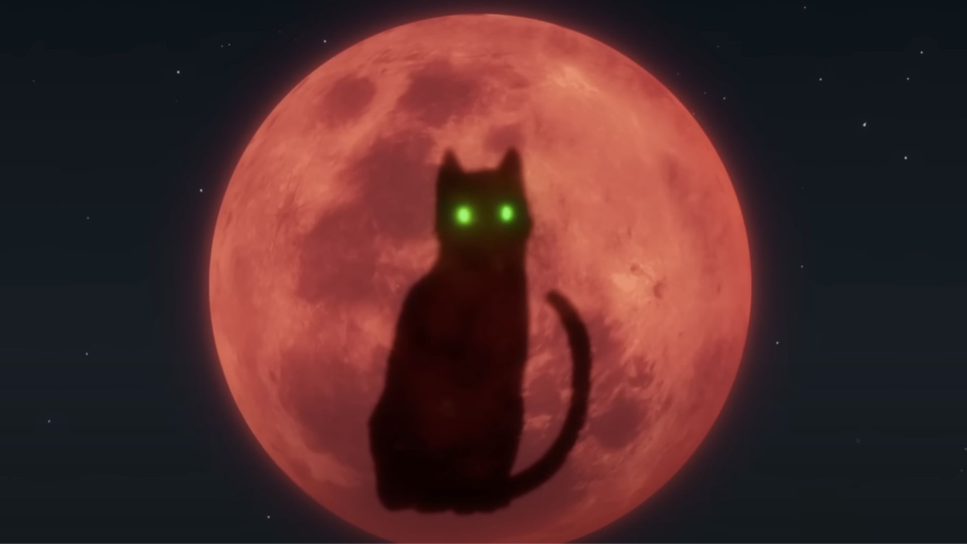A cat