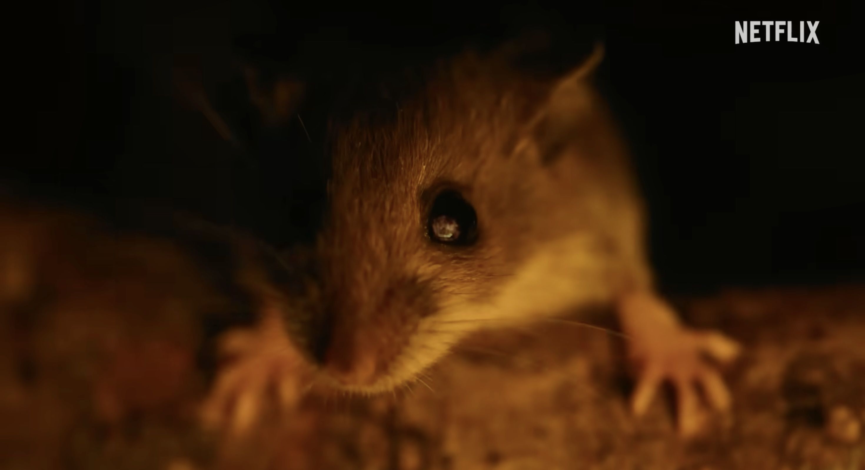 The daring hybrid of horror and nature telling that puts Nightmares of Nature among the most adventurous documentary projects on Netflix to date. (Netflix/YouTube)