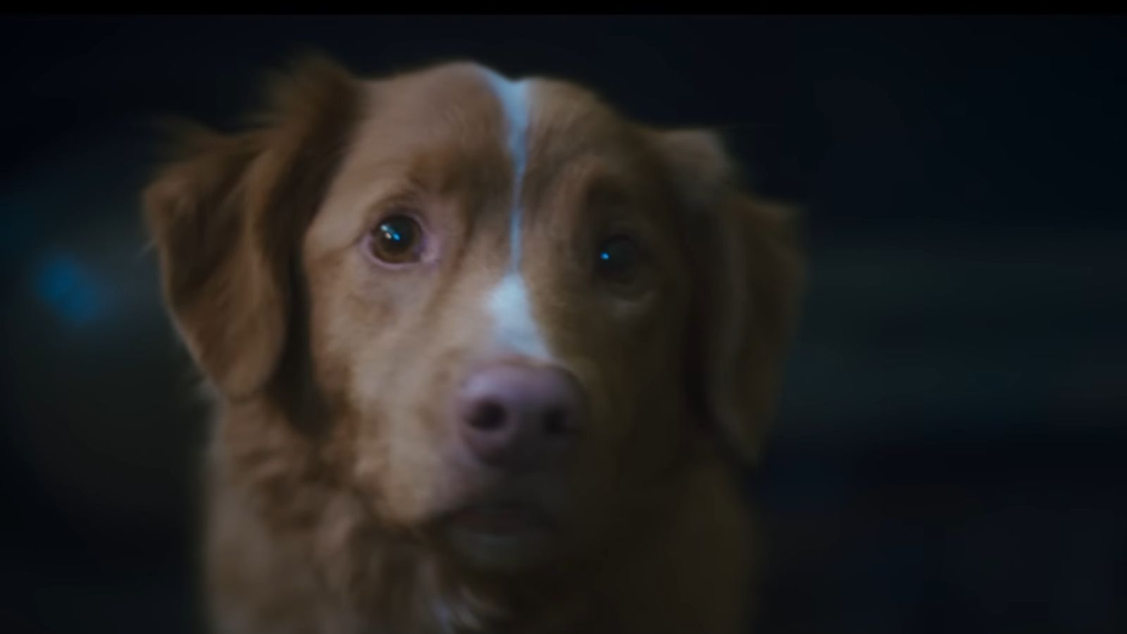 Still from Good Boy (Image via IFC Films)