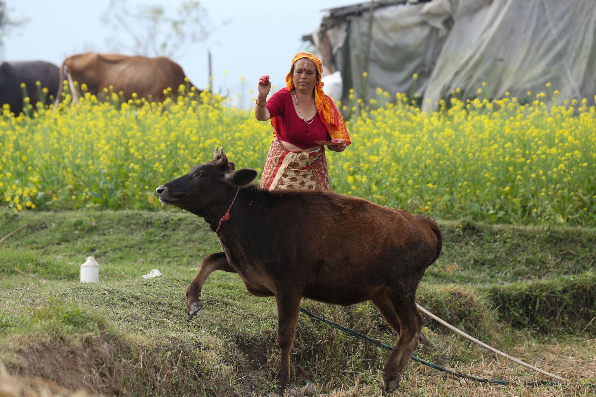 Nepal Worship Cow And Oxen On Fourth Day Of Tihar - Source: Getty