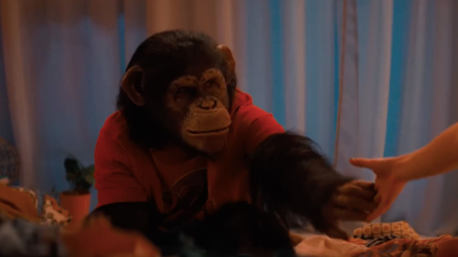 A still from Primate, featuring the Chimpanzee shaking a hand with a human