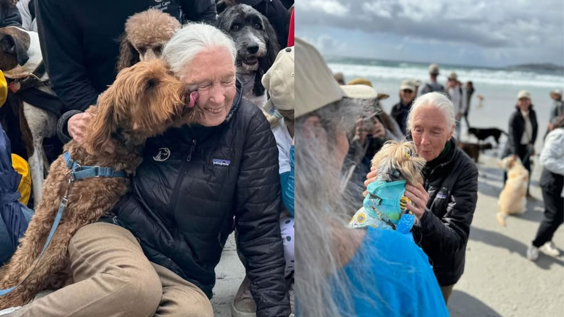 Goodall&#039;s 90 dogs celebration (Image via Facebook/@The Leakey Foundation)