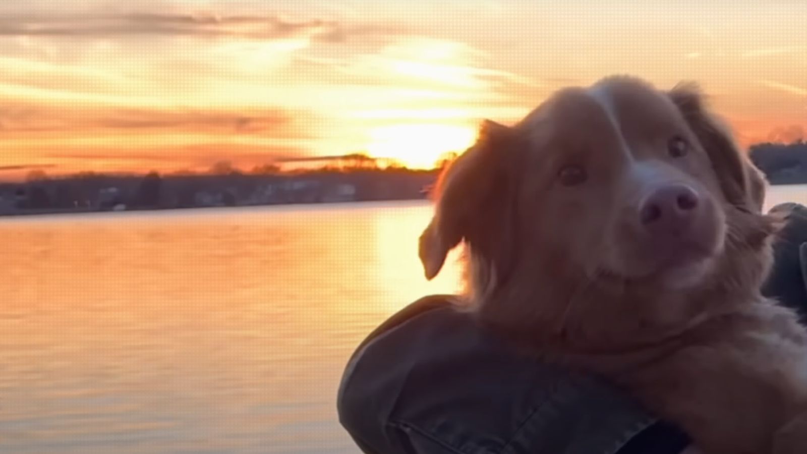 Still from Good Boy (Image via IFC Films)