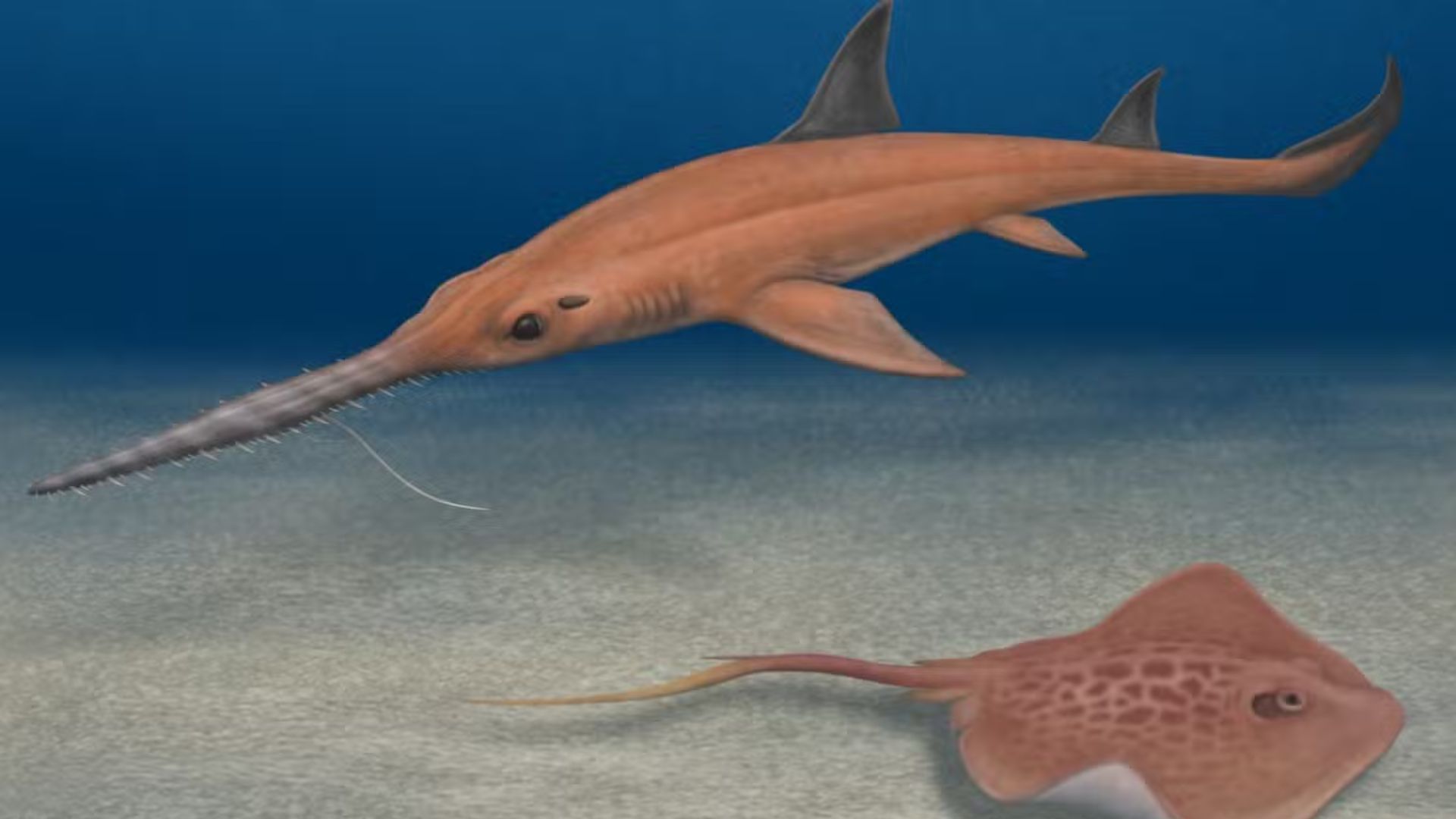 Pochitaserra patriciacanalae (Image credit: British scientific journal)