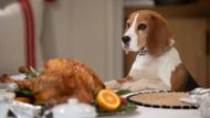 Outback eyeing Thanksgiving turkey in a scene from General Hospital I Image: ABC