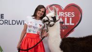In 2025, Lucy made the red carpet with Sebastian the llama on GH | Image: Disney/Christine Bartolucci